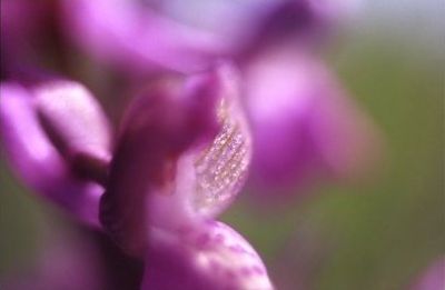 L'anima del fiore 01