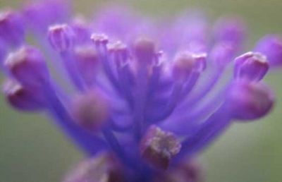 L'anima del fiore 02