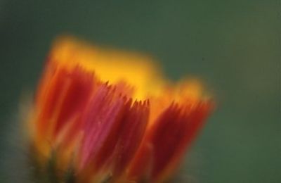 L'anima del fiore 03