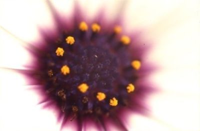 L'anima del fiore 04