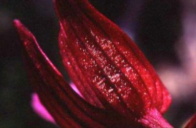 L'anima del fiore 06