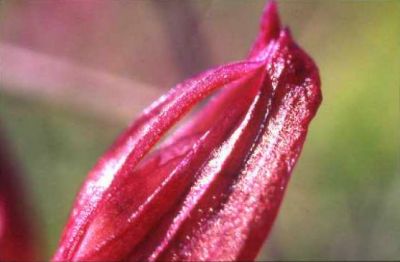 L'anima del fiore 07
