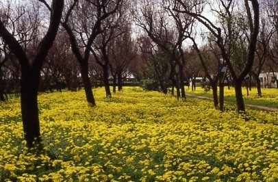 L'anima del fiore 08